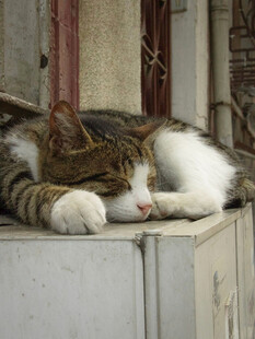 猫咪慵懒趴卧小憩