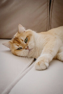 慵懒猫咪惬意躺沙发