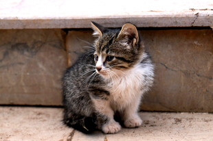 可爱小猫坐于台阶