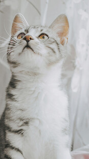 仰头的可爱猫咪