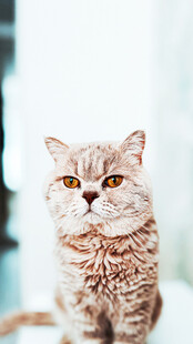 可爱猫咪凝视瞬间