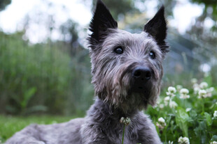 灰色梗犬于绿植间静立
