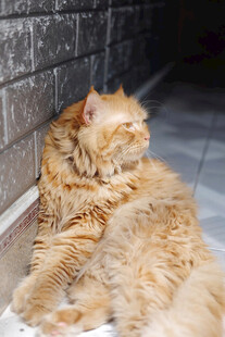 橘色长毛猫惬意靠墙躺