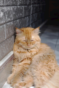 橘猫惬意躺卧