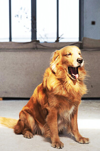 室内端坐的可爱金毛犬