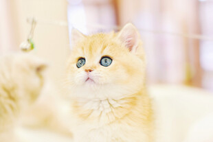 金渐层猫咪好奇张望