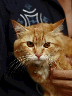 可爱橘色长毛猫被人抱着
