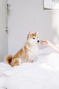 人与柴犬温馨互动瞬间