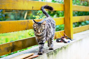 木栏边行走的长毛猫咪