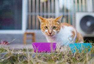 橘猫在户外进食