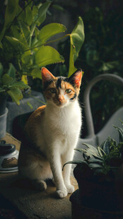 可爱三色猫坐于绿植间