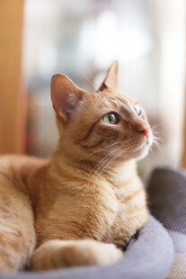 橘猫惬意躺卧
