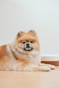 可爱博美犬趴地休憩