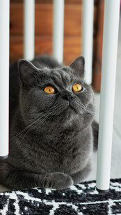 窗边灰猫凝视远方