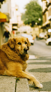 街头趴卧的金毛犬
