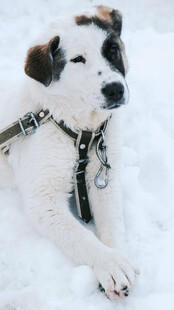 雪地中的可爱拴绳小狗