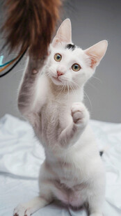 可爱白猫玩逗猫棒