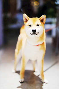 可爱柴犬街头站立