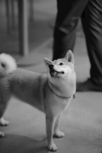 可爱柴犬站立模样