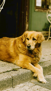 慵懒金毛犬惬意趴石阶