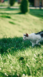 草地上的可爱猫咪