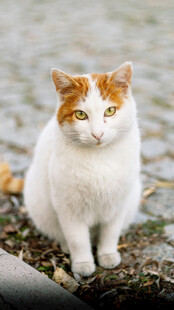 白身橘头猫咪蹲坐画面