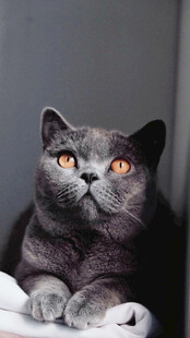 可爱灰猫趴卧凝视
