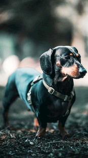 穿着衣服的可爱腊肠犬