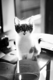 可爱小猫立于桌面