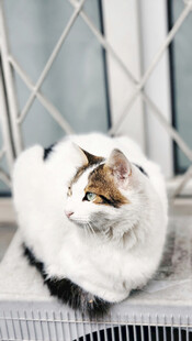 窗边可爱长毛猫