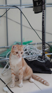 橘猫坐于杂乱线缆旁