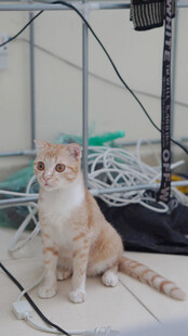 小猫置身杂乱电线旁