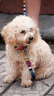 可爱泰迪犬佩戴彩色项圈