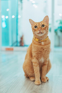 可爱橘猫端坐室内