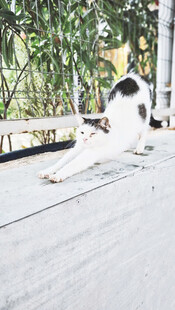 猫咪惬意躺卧在户外平台