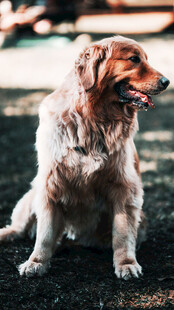 阳光下的金毛犬