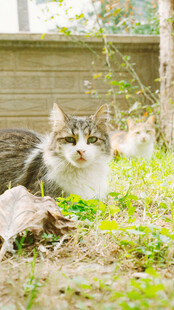 草地上的可爱猫咪