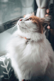 仰头猫咪