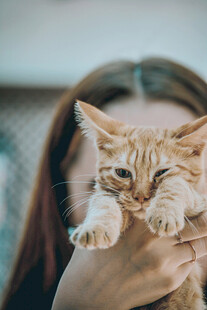 女孩温柔捧起可爱小猫咪
