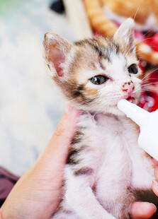 小猫被人用奶瓶喂奶