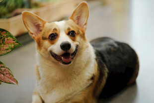 可爱柯基犬趴地咧嘴笑