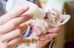 人工喂养可爱小奶猫