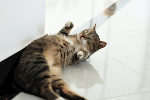 躺地猫咪玩逗猫棒