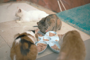 猫咪们享用美食的瞬间
