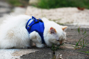 穿蓝背带的猫咪嗅闻小草