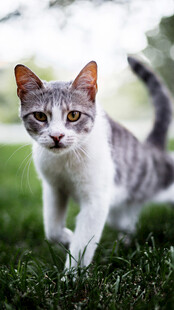 草地上行走的可爱猫咪