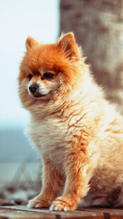 可爱博美犬坐于户外
