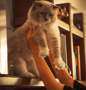 双手托举可爱大猫咪