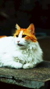 慵懒猫咪惬意趴卧
