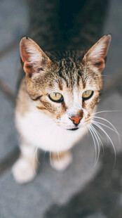 可爱猫咪特写